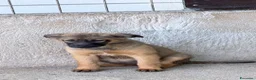 Meticcio cani in regalo: Lea.  a Provincia di Siena - Annuncio 4