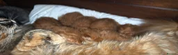 Maine Coon gatti in vendita: Cuccioli rossi di maine coon {AustinXBastet} - Annuncio 6