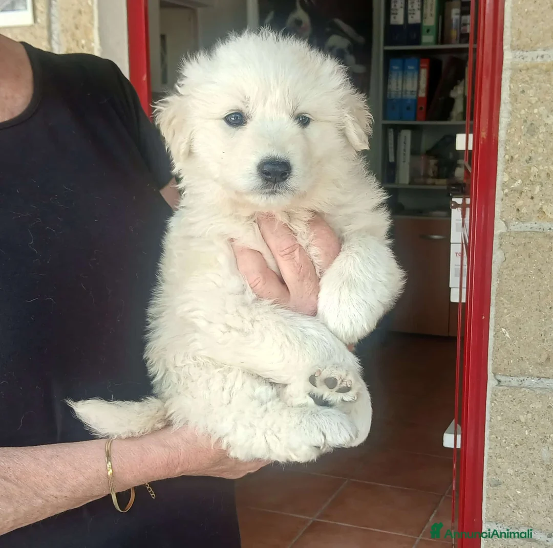 Meticcio cani in regalo: NEVE SPLENDIDA CUCCIOLA IN CERCA D'AMORE - Annuncio 1