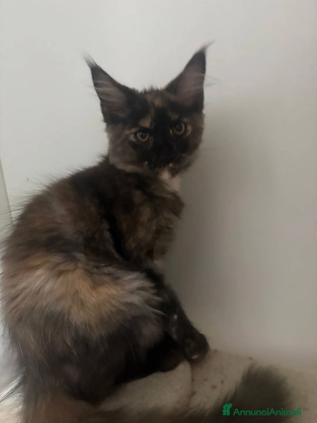 Maine Coon gatti in vendita: Cucciola Black torty red  - Annuncio 2