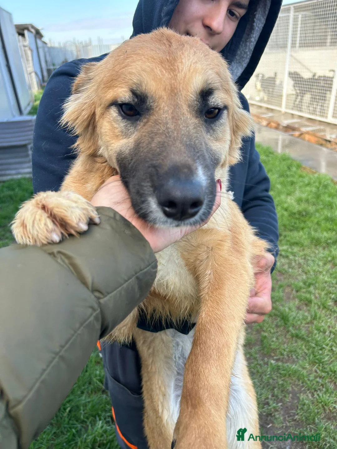 Meticcio cani in regalo: Incrocio pastore belga (ASIA) - Annuncio 2