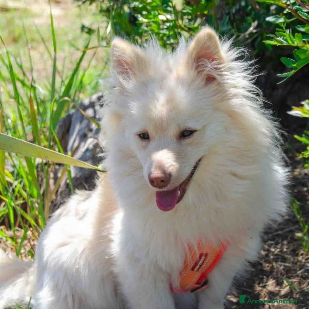 Meticcio cani in regalo: Axel: simil volpino - Annuncio 3