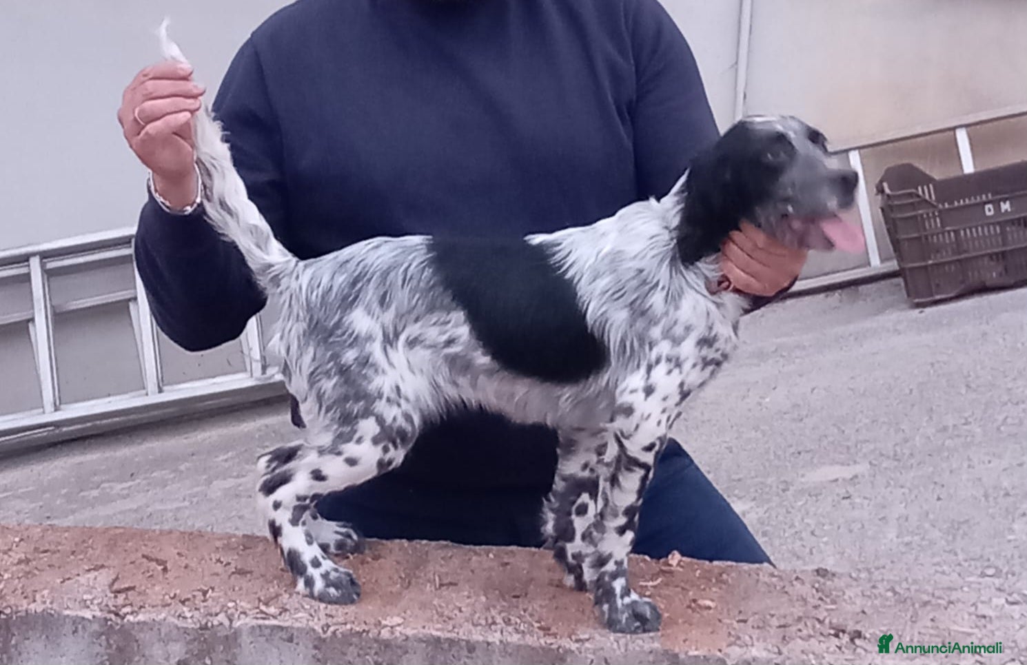 Setter Inglese cani Setter inglese  - Annuncio 1