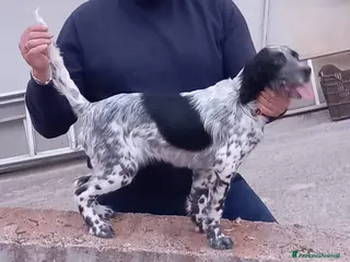 Setter Inglese cani Setter inglese - Annuncio 1
