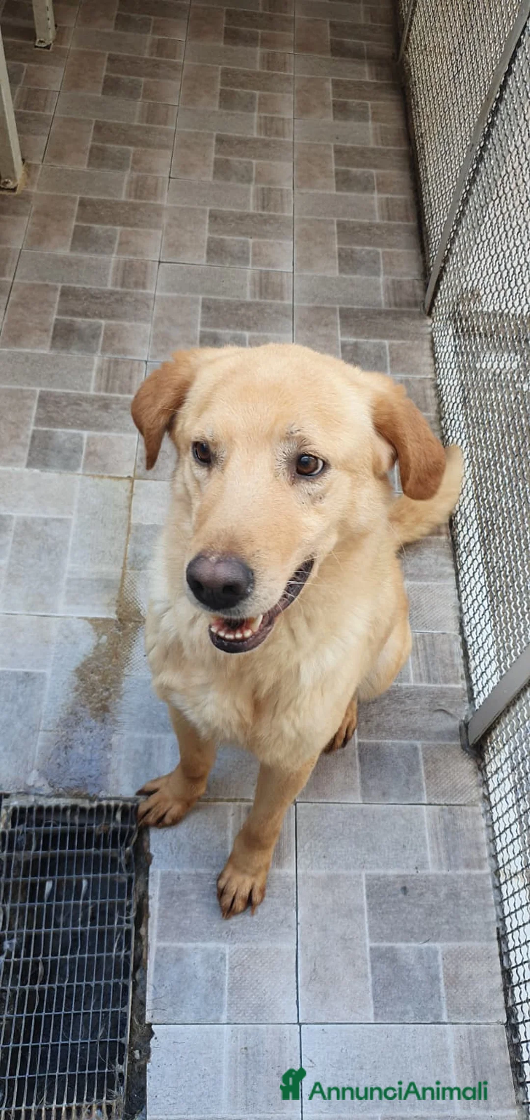 Labrador cani in regalo: Billy, labrador in canile - Annuncio 1