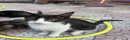 Meticcio gatti in regalo: Gattini cercano casa a Città metropolitana di Catania - Annuncio 7