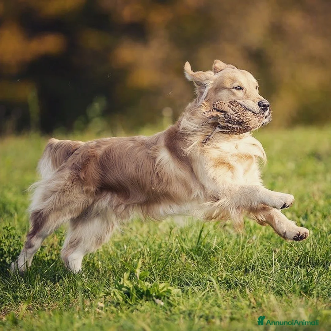 Immagine della galleria {{count}}