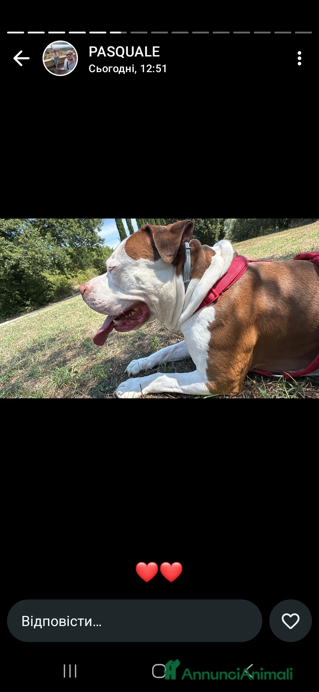 Pitbull cani per accoppiamento: Pitbull americano per coppiare. - Annuncio 10