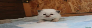Ragdoll Gattino 1