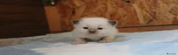 Ragdoll gatti in vendita: Ragdoll cuccioli con pedigree  - Annuncio 4