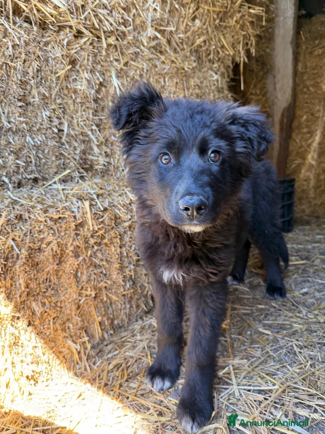 Meticcio cani in regalo: ORSA cucciola taglia grande  a Città Metropolitana di Firenze - Annuncio 2