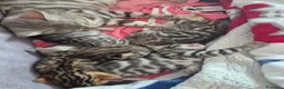 Bengala gatti in vendita: Cuccioli di Bengala a Provincia del Verbano-Cusio-Ossola - Annuncio 12