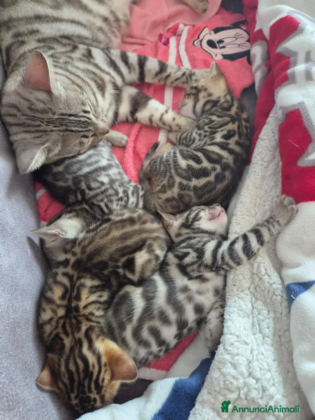 Bengala gatti in vendita: Cuccioli di Bengala a Provincia del Verbano-Cusio-Ossola - Annuncio 12