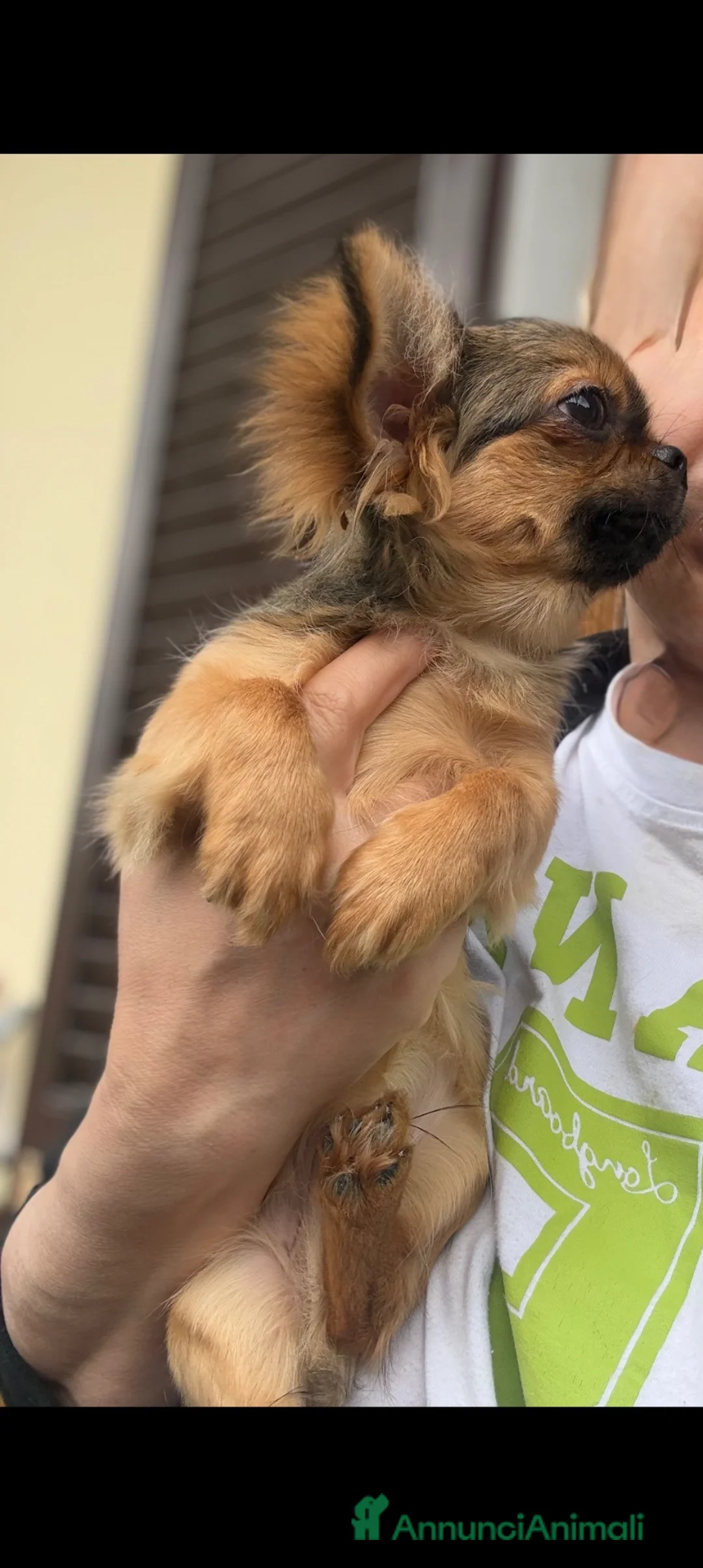 Chihuahua cani in vendita: Chihuahua mini  - Annuncio 1