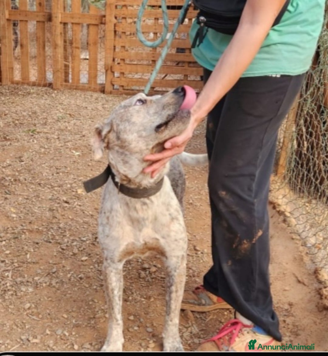 Meticcio cani in regalo: Molossino 2anni e 1/2 dal recinto al canile.CALABR - Annuncio 9