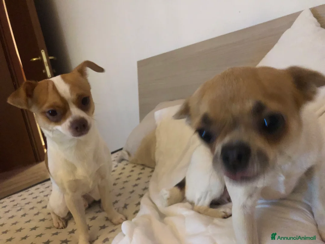 Chihuahua cani in vendita: Chihuahua  - Annuncio 6