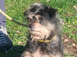 Yorkshire cani NONNO NINO ABBANDONATO SENZA PIETA' - Annuncio 18