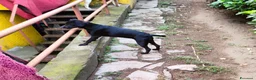 Meticcio cani in regalo: Regalo Meticci - Annuncio 2