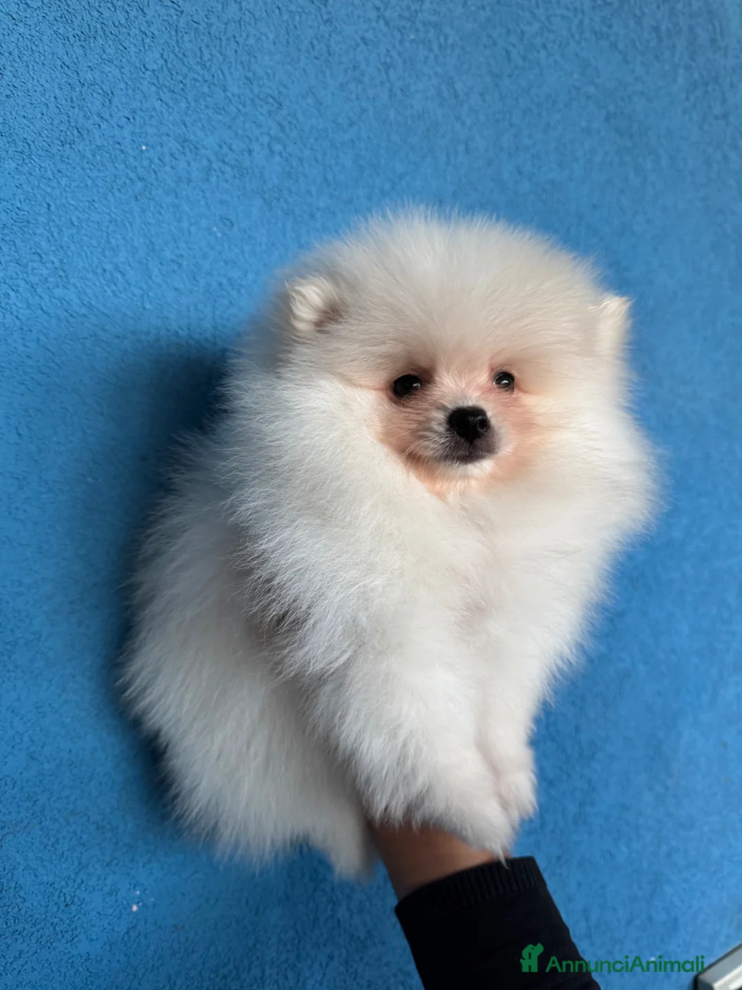 Spitz cani in vendita: Cuccioli di Spitz di Pomerania con pedigree  a Città Metropolitana di Torino - Annuncio 2