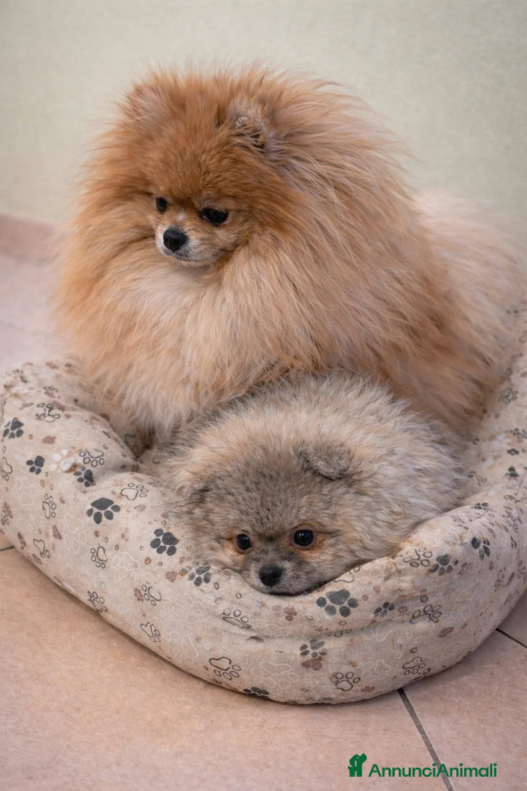 Volpino Pomerania cani in vendita: Cuccioli Volpino pomerania pedigree - Annuncio 1