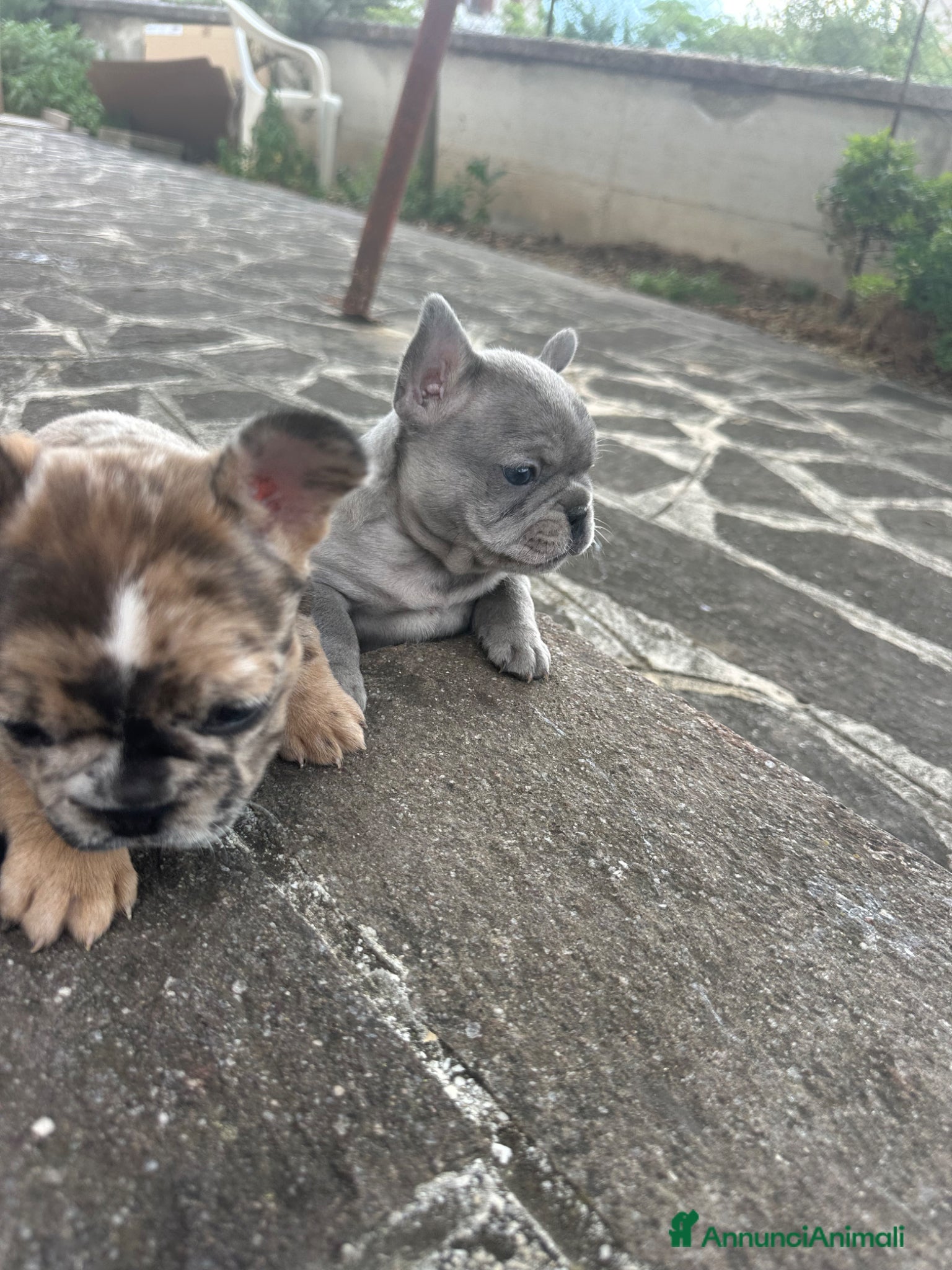 Bulldog Francese cani in vendita: bulldog francese blue occhi celesti, merlè, 2 nere - Annuncio 7