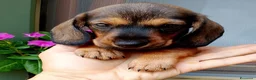 Bassotto cani in vendita: Bassotto pelo duro figlia secca  - Annuncio 2