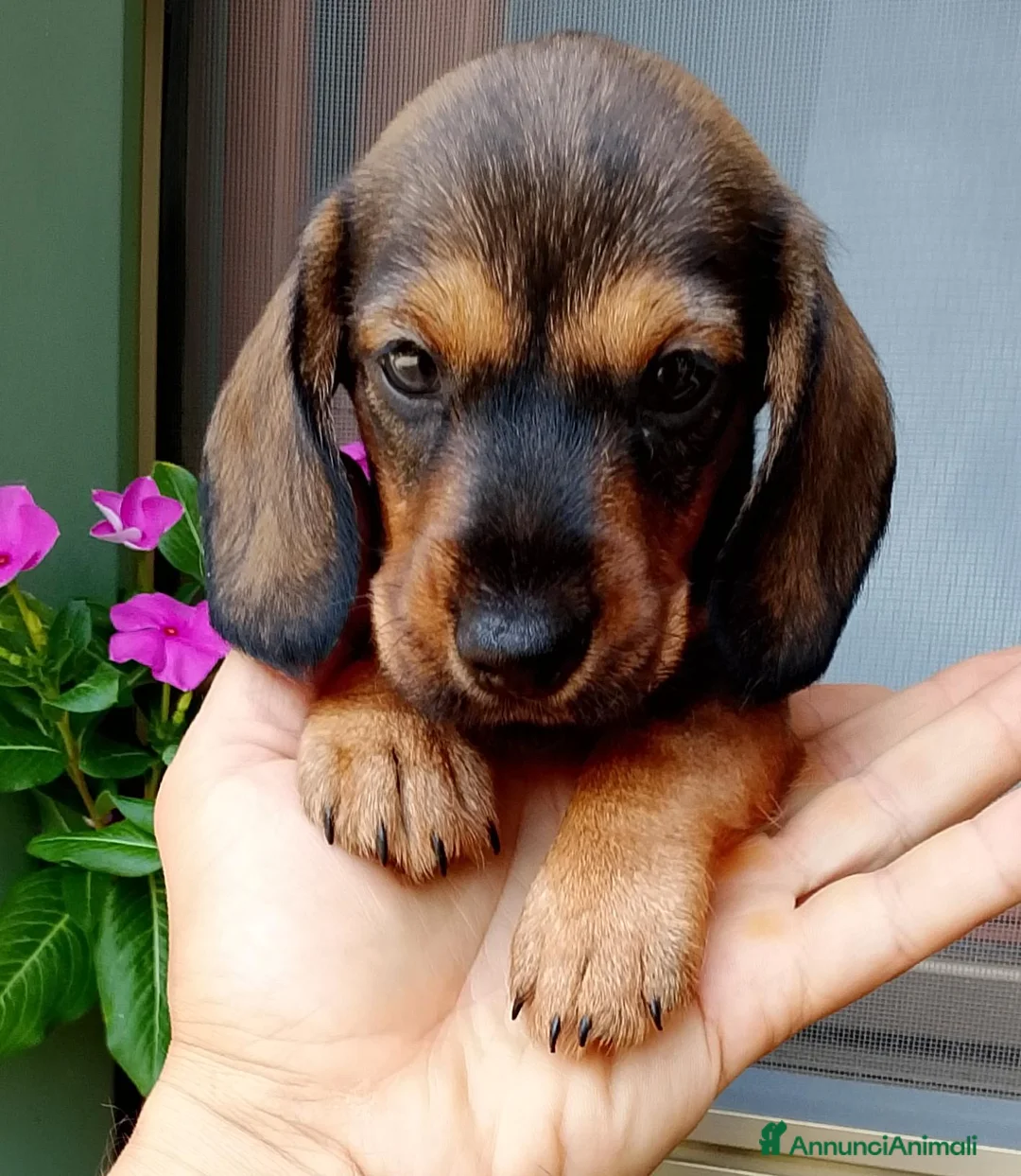 Bassotto cani in vendita: Bassotto pelo duro figlia secca  - Annuncio 2