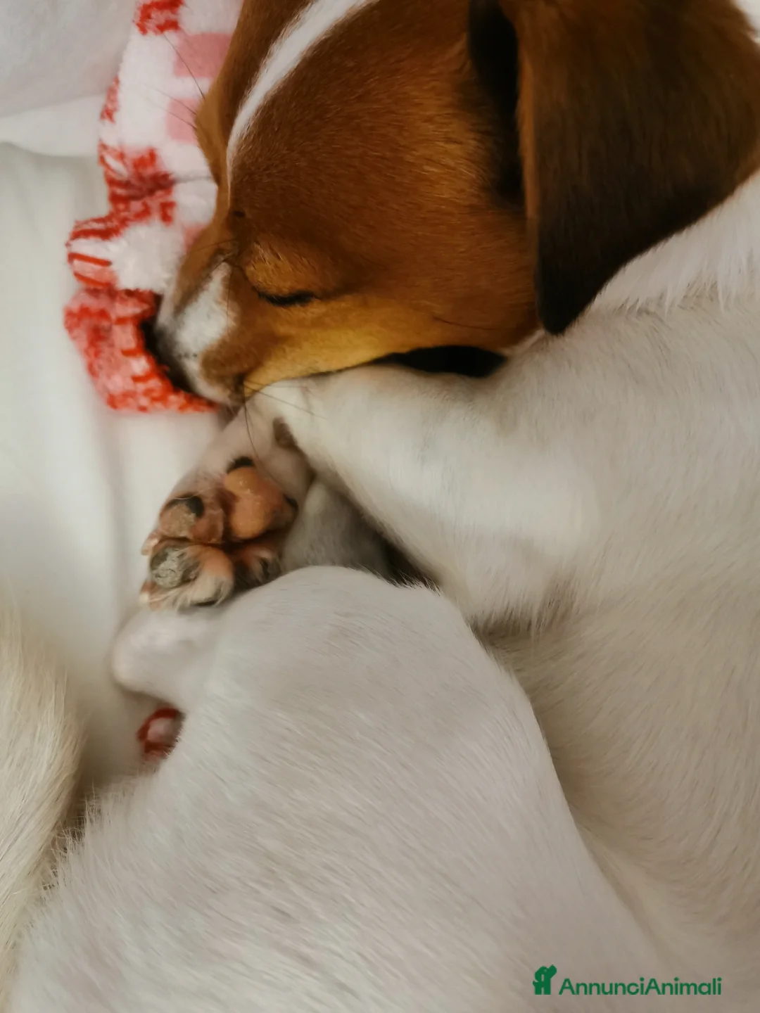 Jack Russell cani in regalo: Adozione Jack Russell maschio adulto  - Annuncio 4