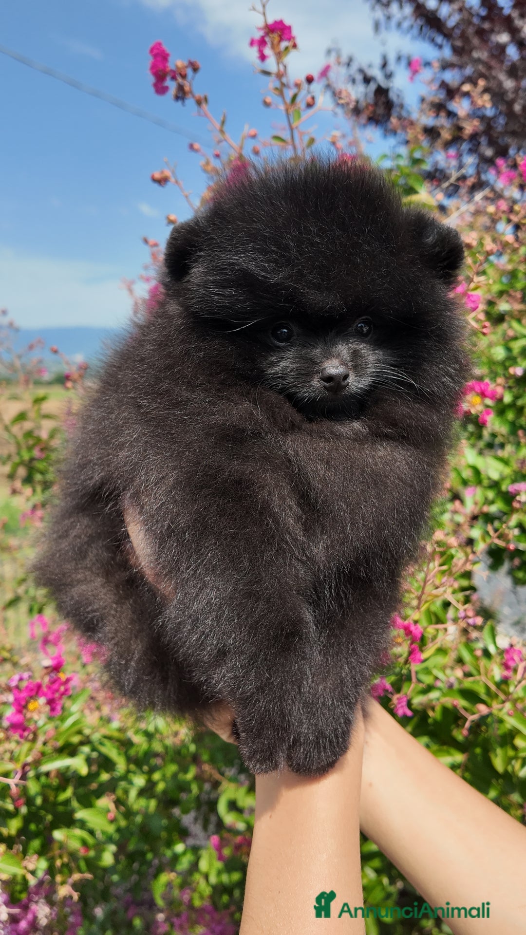 Volpino Pomerania cani in vendita:  Pomerania Spitz tedesco nano  - Annuncio 4