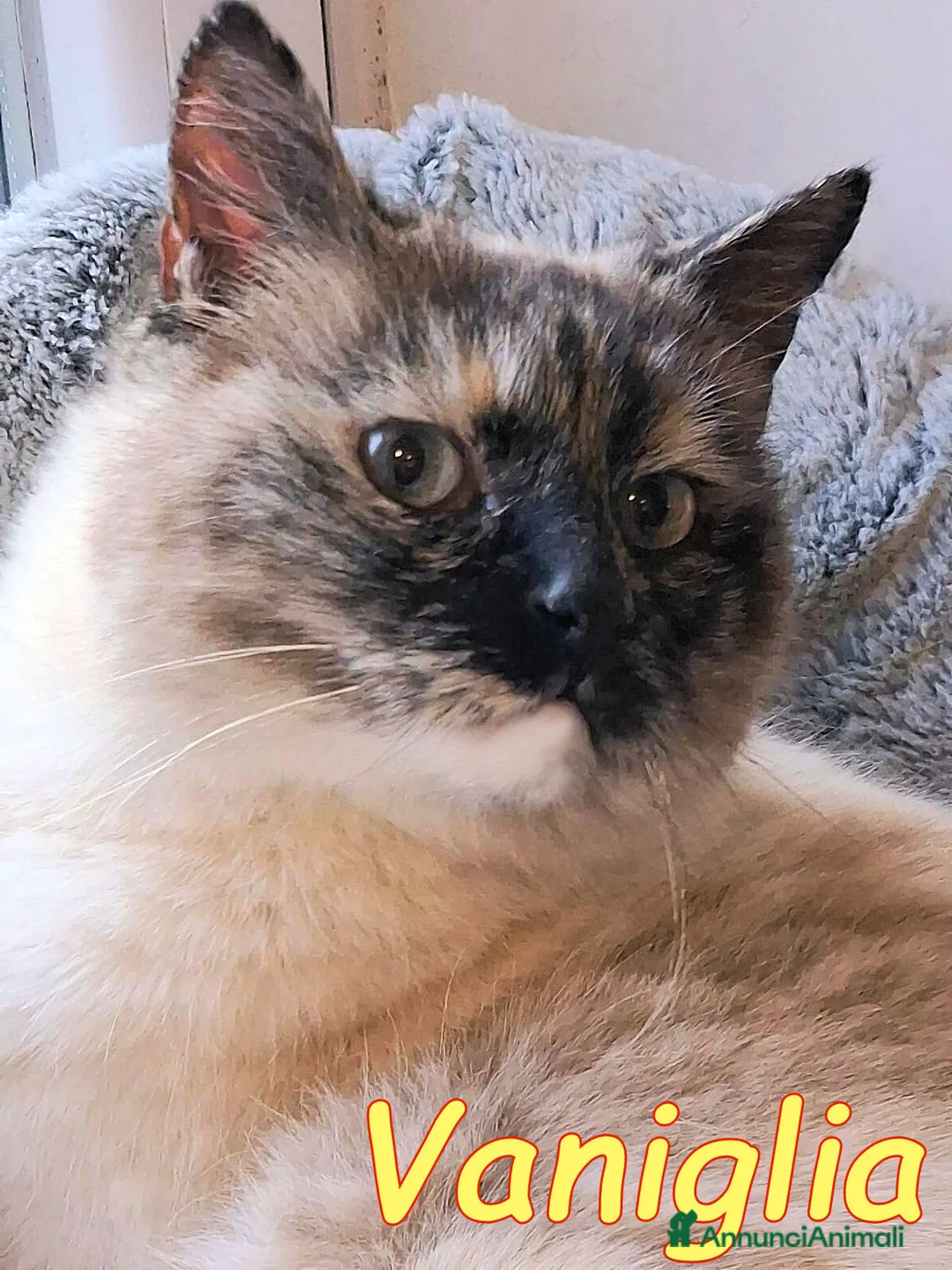 Siamese gatti in regalo: VANIGLIA DOLCISSIMA GATTINA SIMILSIAMESE - Annuncio 8