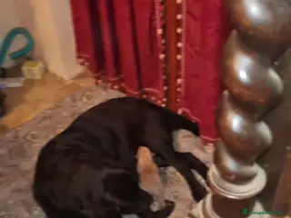 Labrador cani Cuccioli di labrador - Annuncio 30