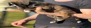 Boxer 1