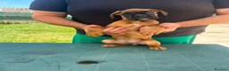 Boxer cani in vendita: Cuccioli di boxer - Annuncio 14