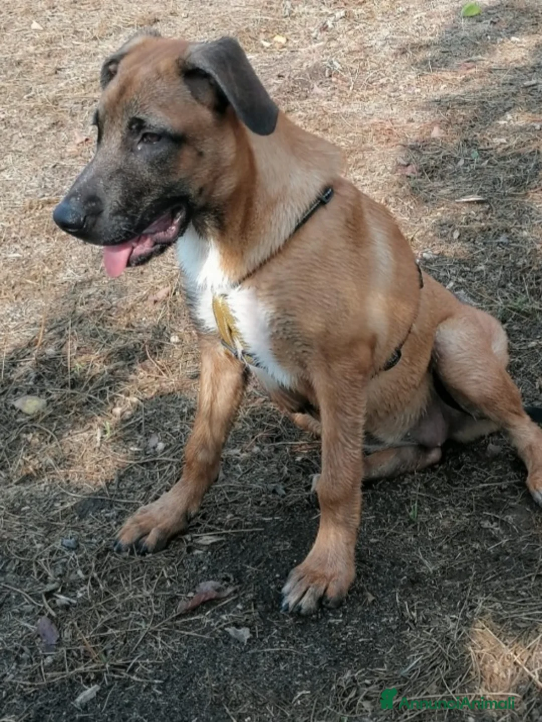 Meticcio cani in regalo: Mix Pastore Malinois 2anni femmina NAPOLI SOS  a Città metropolitana di Milano - Annuncio 2
