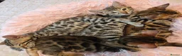 Bengala gatti in vendita: Cuccioli gattini bengale pronti - Annuncio 19