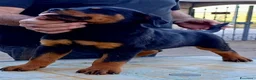 Rottweiler cani in vendita: Disponibili cuccioli Rottweiler  - Annuncio 10