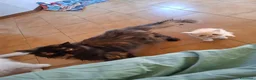 Persiano gatti in vendita: Persiani ipertipico - Annuncio 6