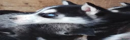Husky cani in vendita: Cuccioli Siberian Husky  a Città metropolitana di Roma Capitale - Annuncio 1