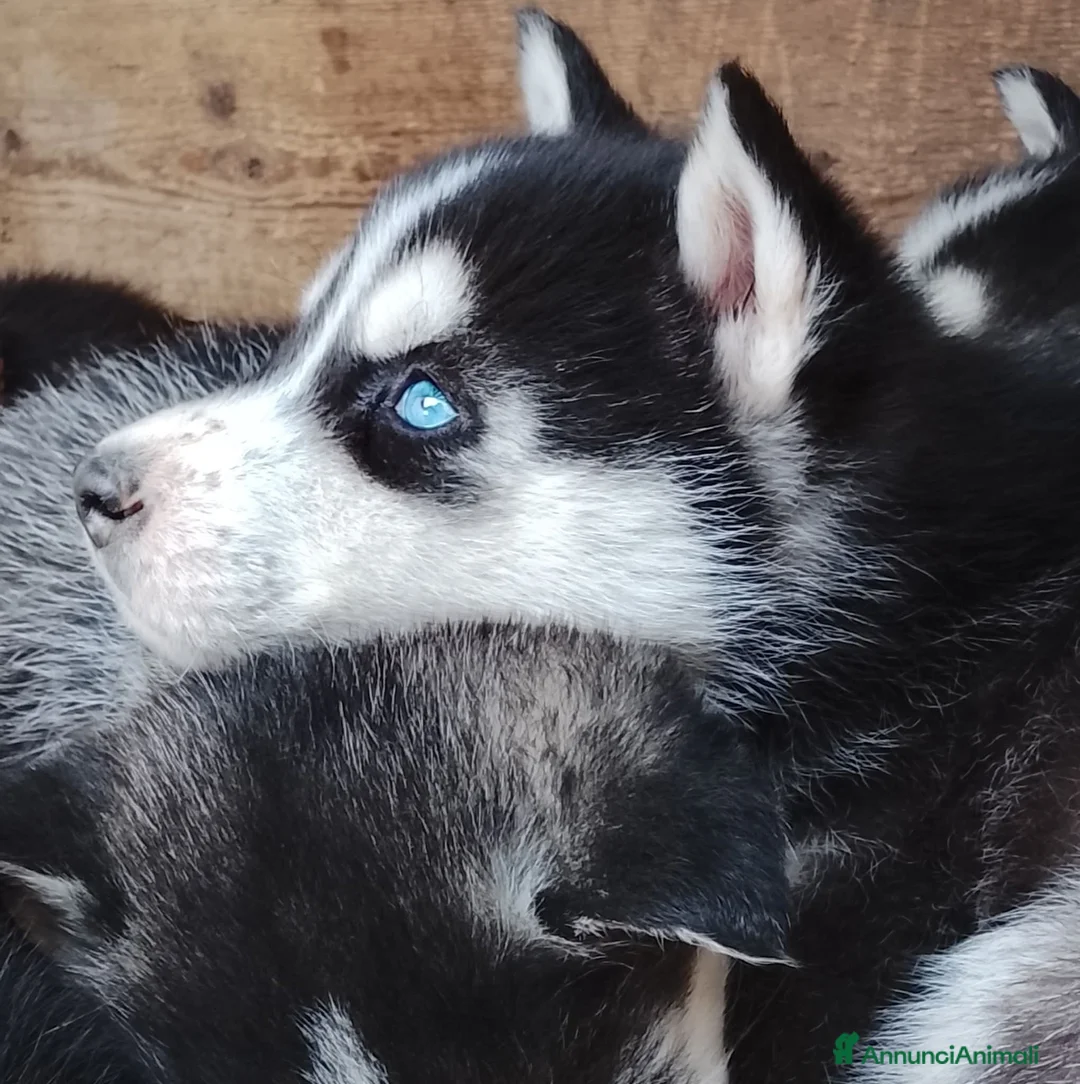 Husky cani in vendita: Cuccioli Siberian Husky  a Città metropolitana di Roma Capitale - Annuncio 1