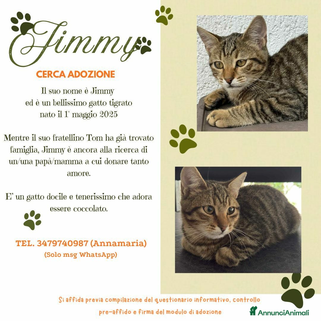 Europeo gatti in regalo: Tenero micino in adozione , JIMMY! - Annuncio 2