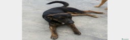 Meticcio cani in regalo: Elvis 3/4anni tg media tranquillo,dolce PUGLIA a Milano - Annuncio 4