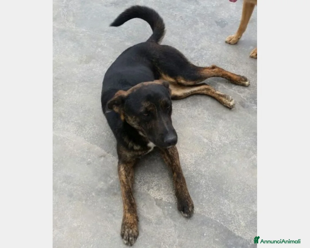 Meticcio cani in regalo: Elvis 3/4anni tg media tranquillo,dolce PUGLIA a Milano - Annuncio 4