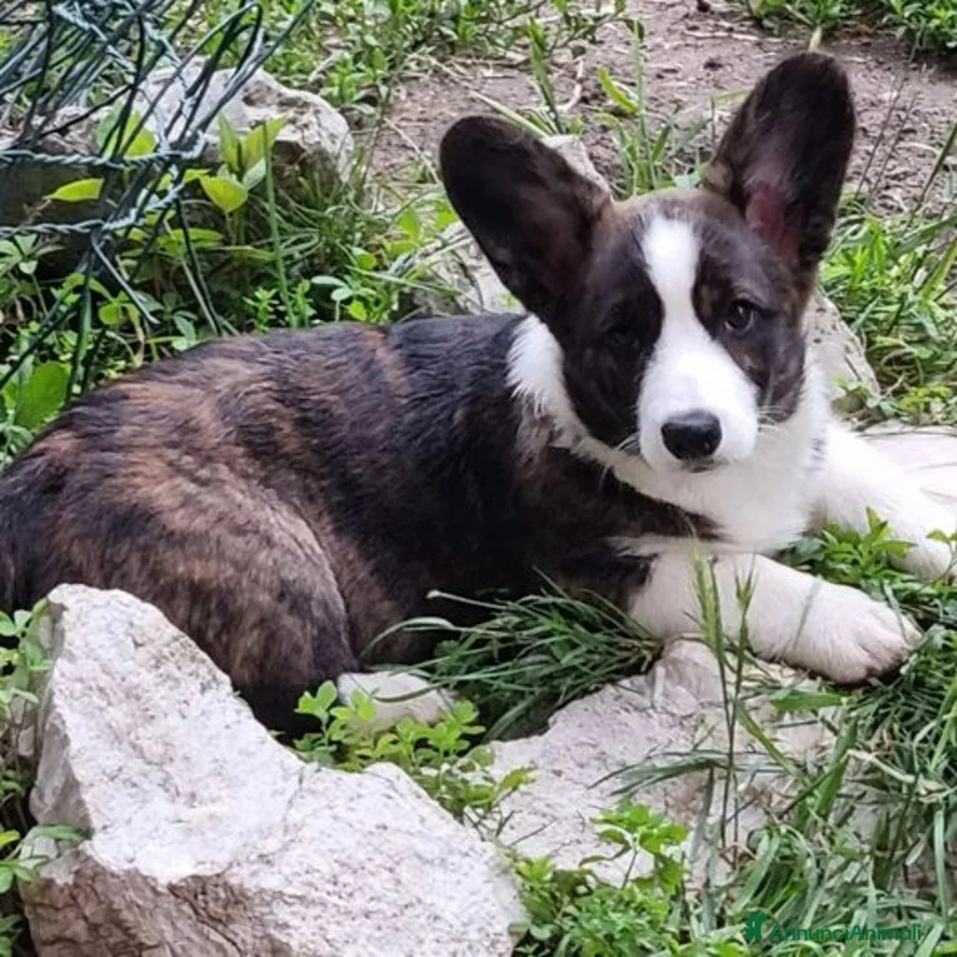 Immagine della galleria {{count}}