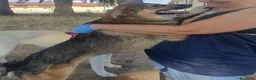 Meticcio cani in regalo: BRENDA 🩷 PRIMA TIMIDA, POI TUTTA COCCOLE a Città Metropolitana di Bologna - Annuncio 5