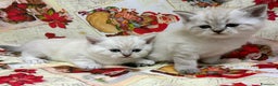 British gatti in vendita: Scottish fold sthrait  - Annuncio 9