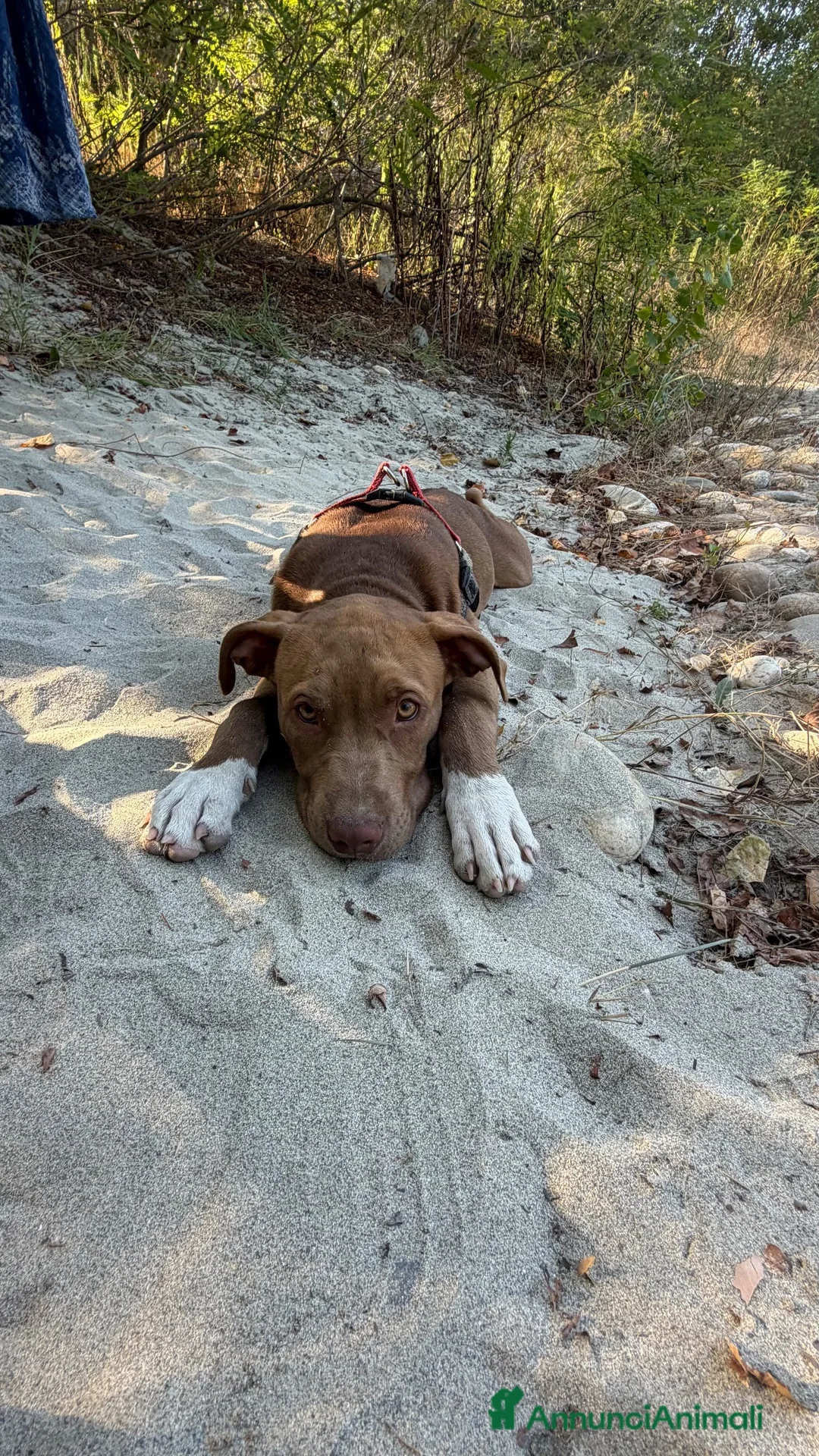 Pitbull cani in vendita: Cucciola American Pitbull Terrier - Annuncio 4