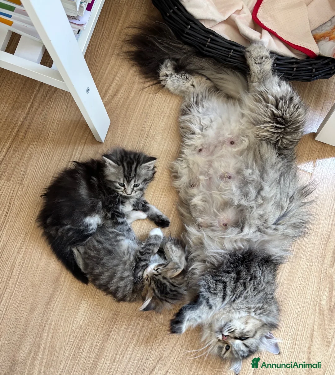 Siberiano gatti in vendita: SIBERIANO GATTINO IPOALLERGENICO  - Annuncio 2