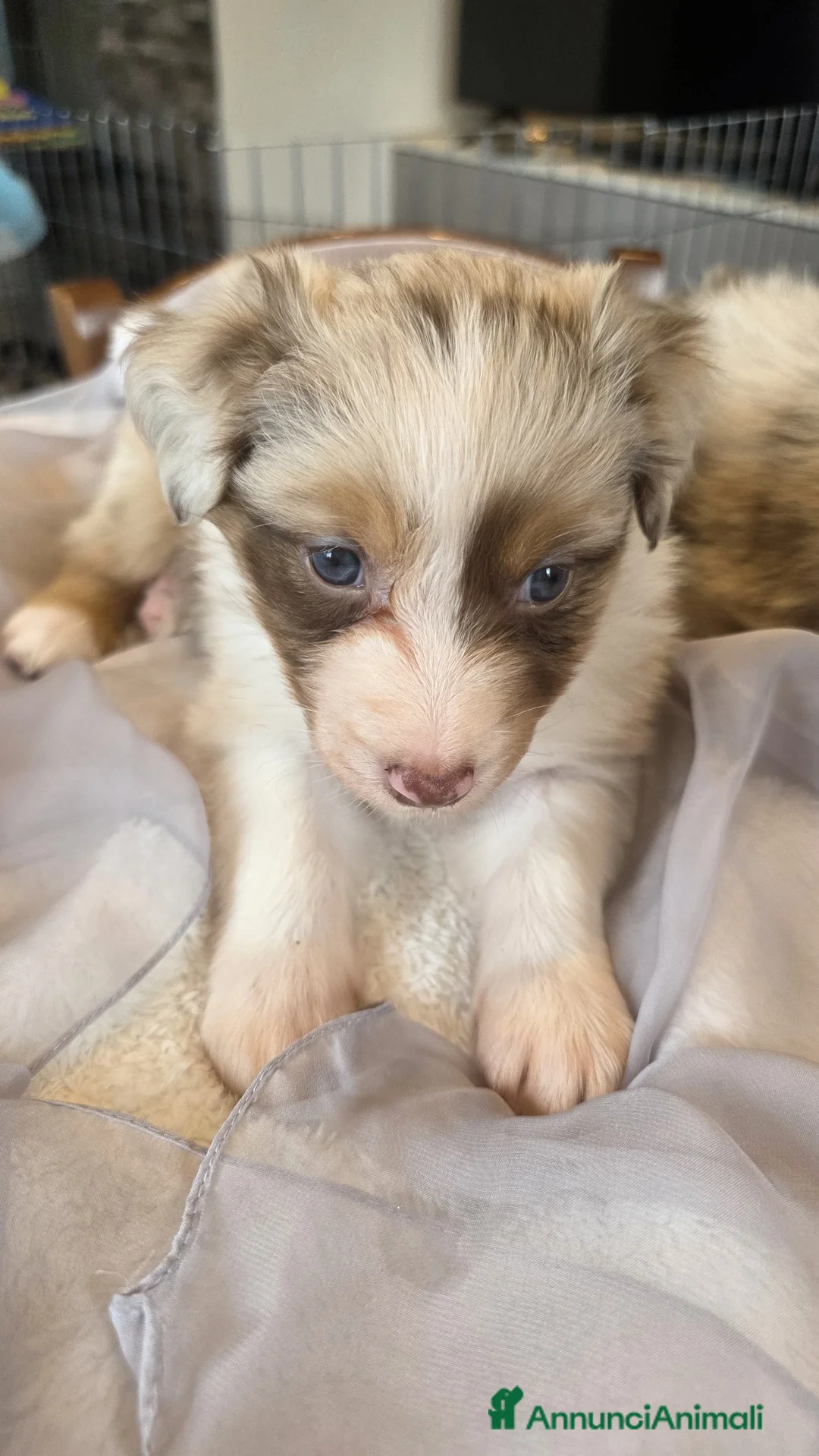 Australian Shepherd cani in vendita: Vendita cuccioli australian  shepherd  - Annuncio 22