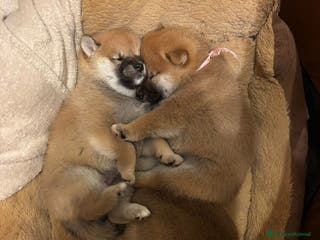 Shiba Inu cani Piccola cucciola shiba cerca casa - Annuncio 21