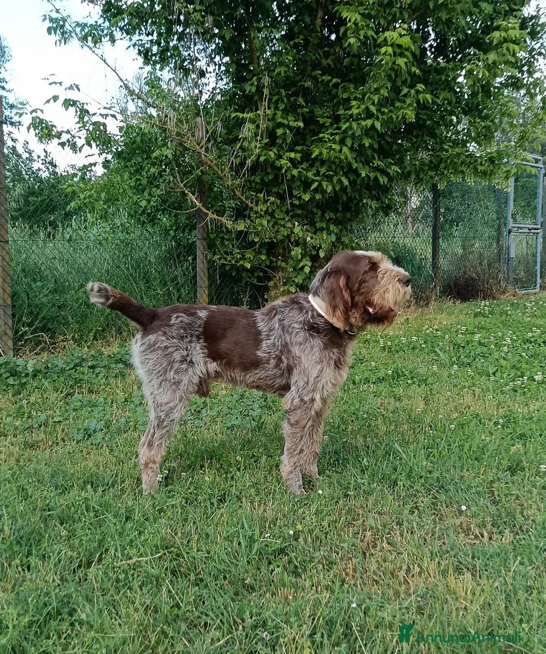 Spinone cani in vendita: Cuccioli di Spinone Italiano - Annuncio 2